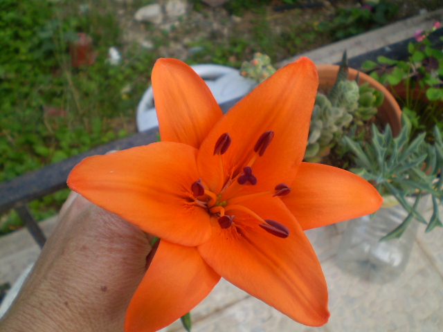 P6210224.JPG