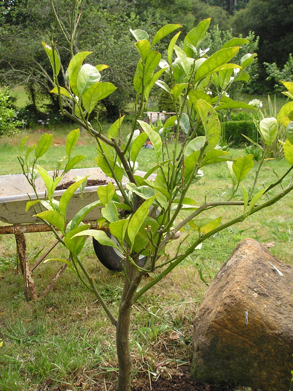 P6250038.jpg