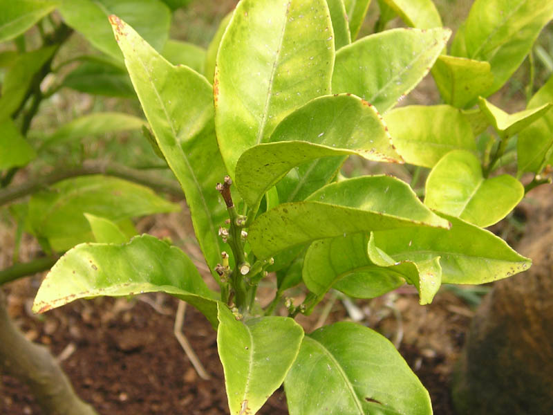 P6250044.jpg