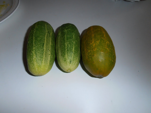 P7050001.JPG