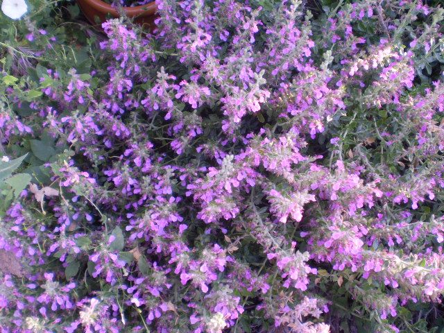 P7090254.JPG