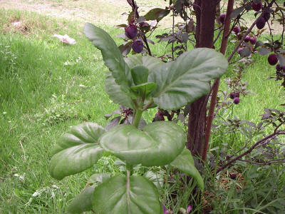 P7100006.JPG