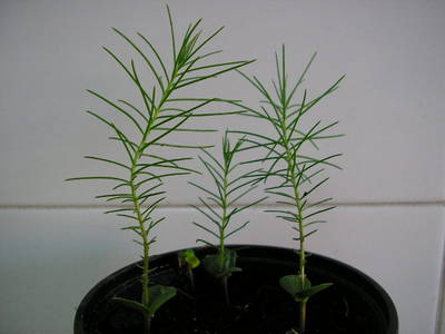 P7100014.JPG