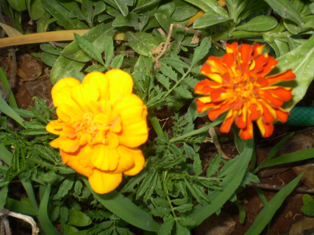 P7110298.JPG