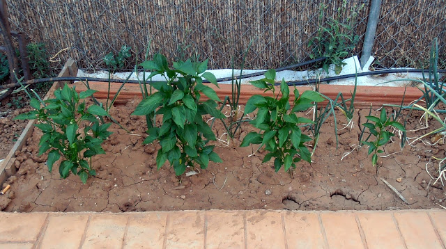P7120015.JPG