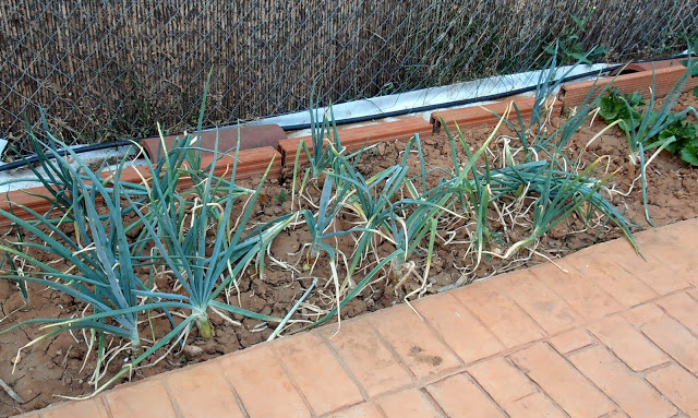 P7120016.JPG