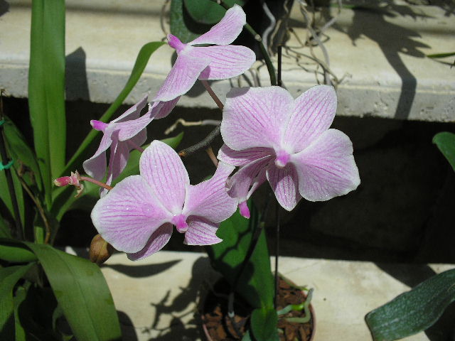 P7150009.JPG