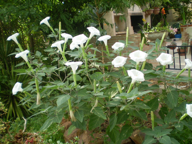 P7270336.JPG