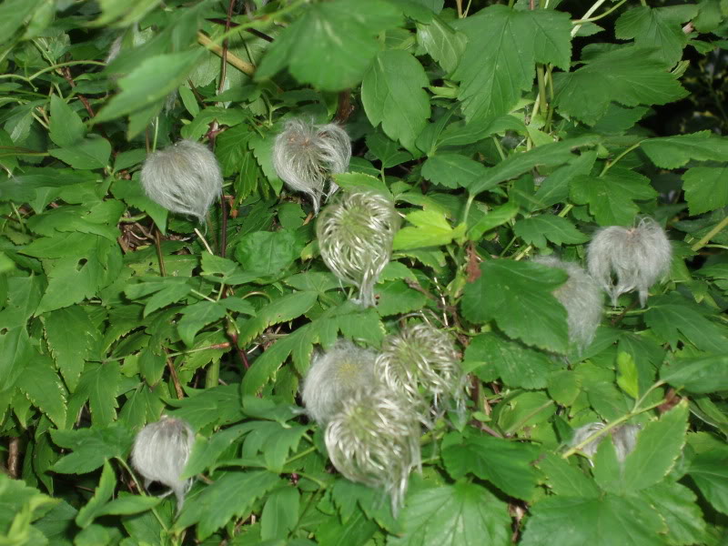 P7313632.jpg