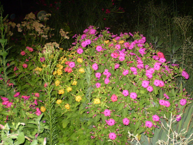 P8080359.JPG