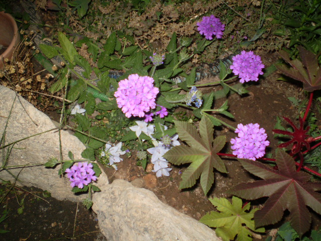 P8080361.JPG