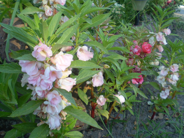 P8100367.JPG