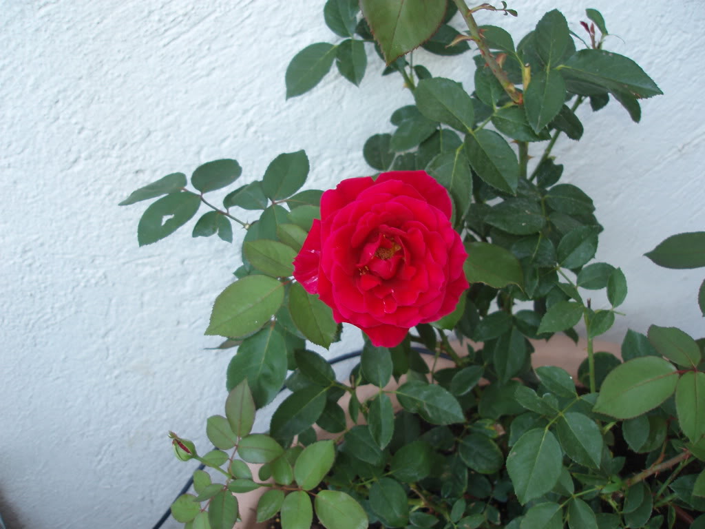 P8110004.jpg