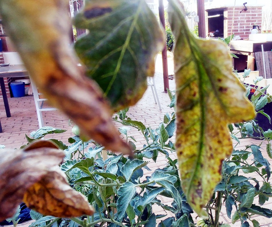 P8240016.JPG