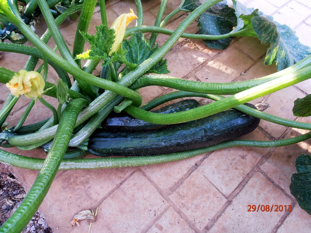 P8290001.JPG