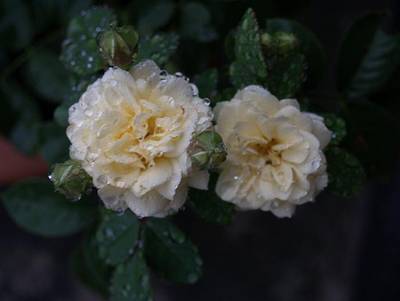 P8300442.JPG