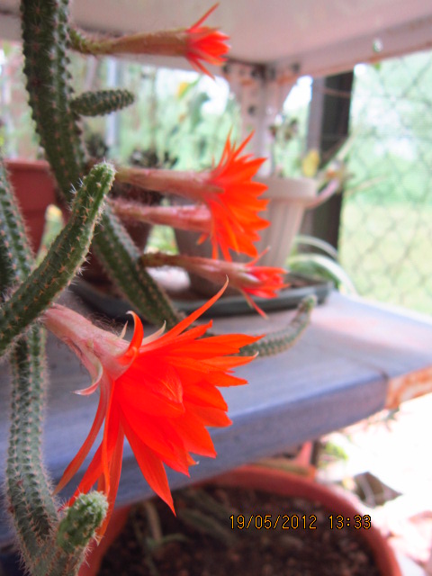 p8YIMG3244Lw3.jpg