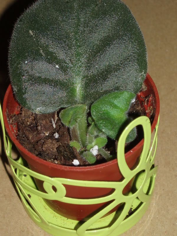 P9020387.jpg