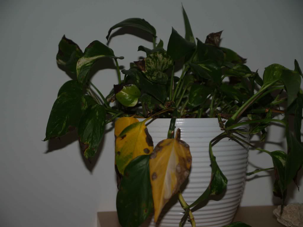 P9042471.jpg