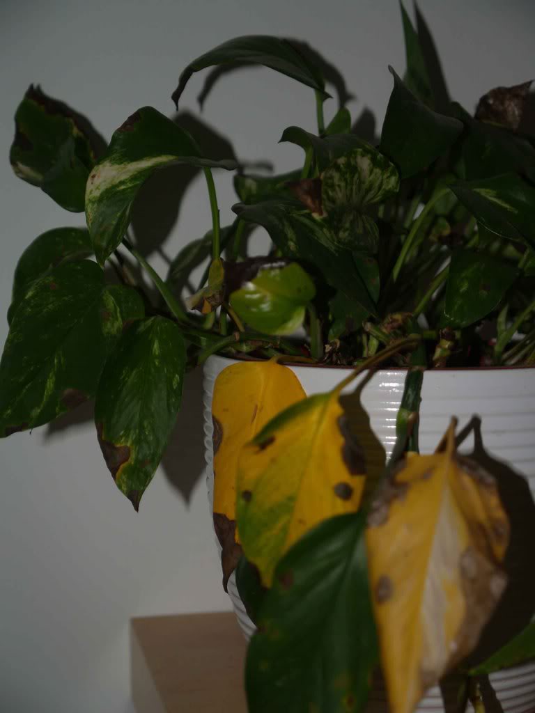 P9042472.jpg