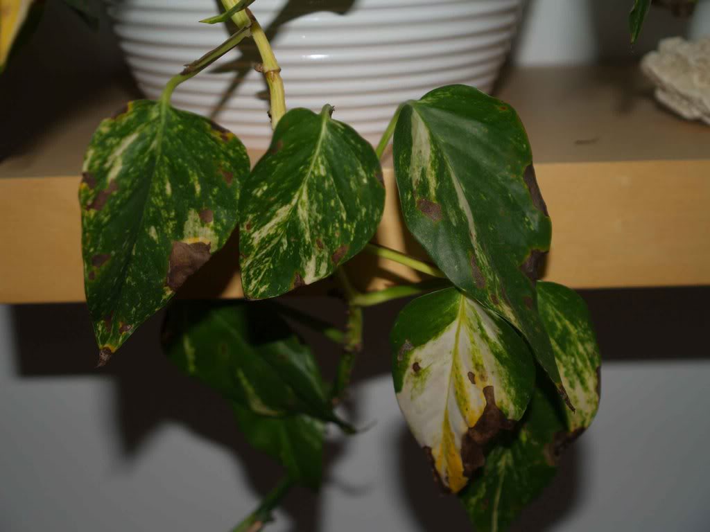 P9042474.jpg