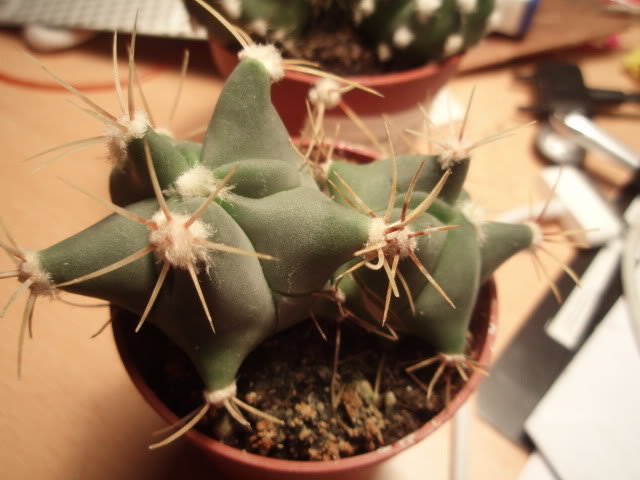 P9060004.jpg