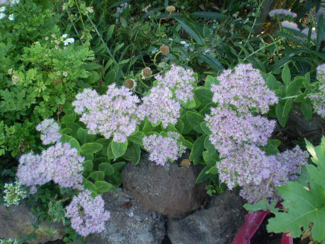P9160441.JPG