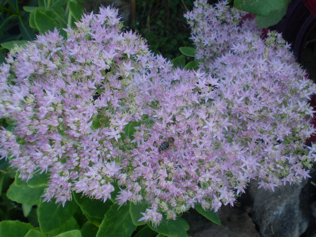 P9160442.JPG
