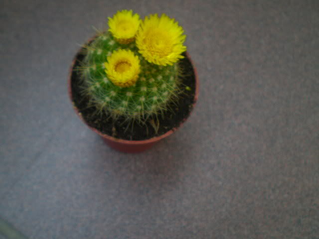 P9170010.jpg