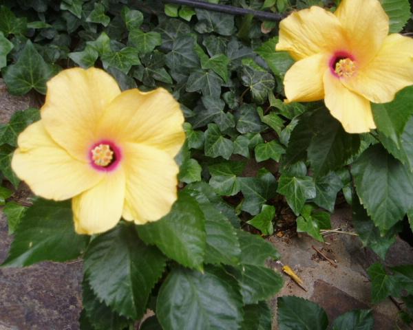 P9170011hibisco%20reducida.JPG