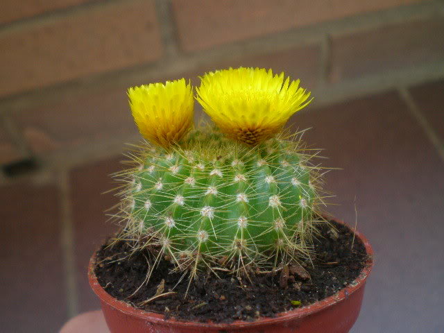 P9170015.jpg