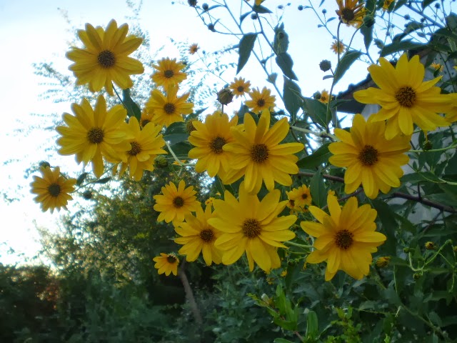 P9190445.JPG