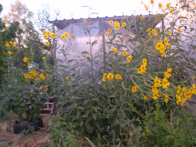 P9190447.JPG