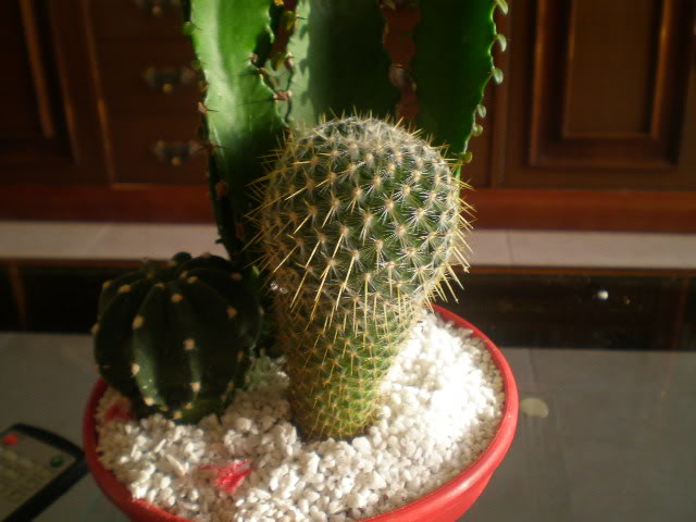 P9200013.jpg