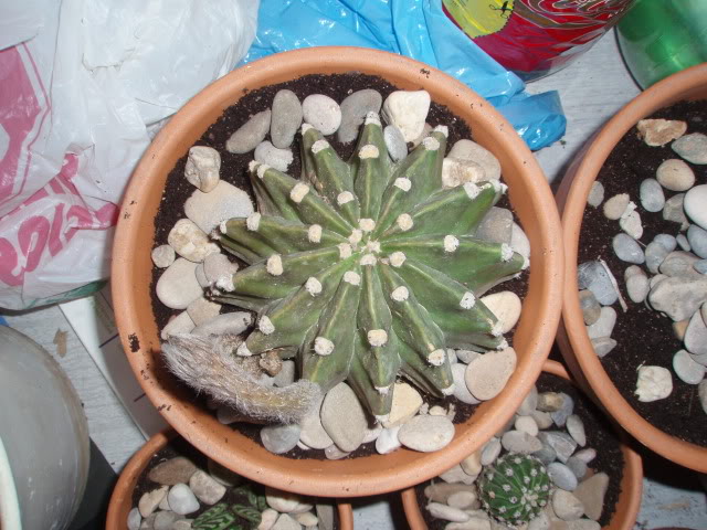 P9230023.jpg