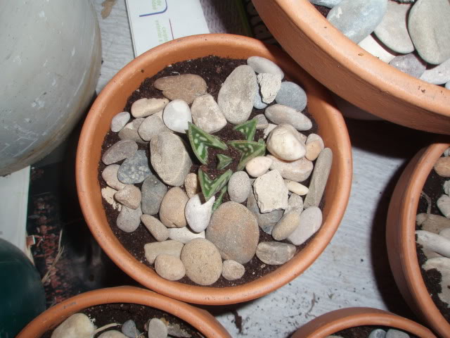 P9230025.jpg