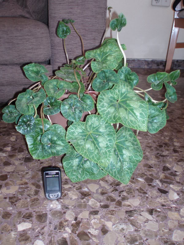 P9300393.jpg