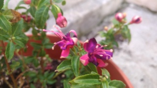 p_201916.jpg