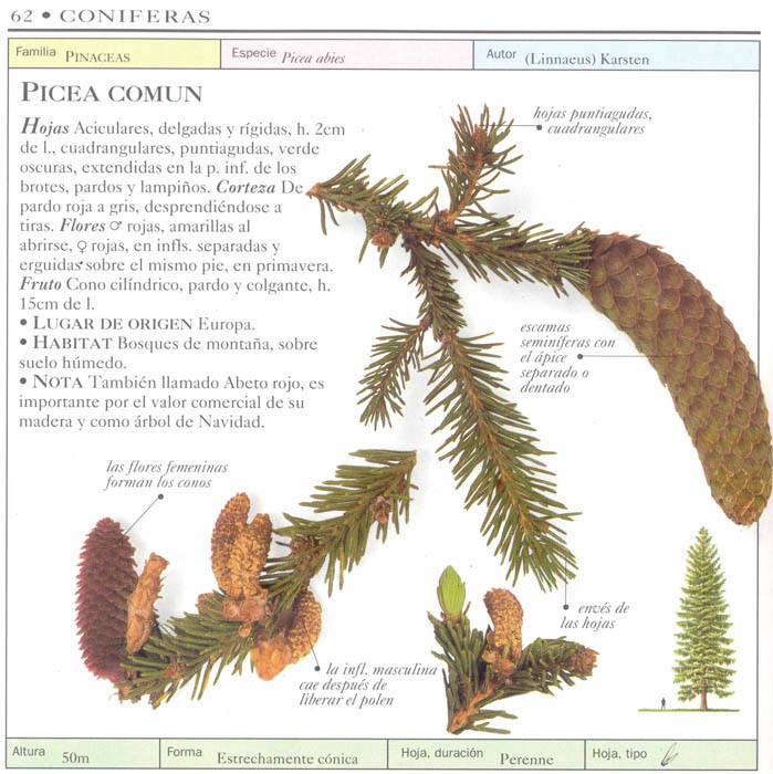 P_abies.jpg