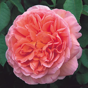 p_abraham_darby_lg.jpg