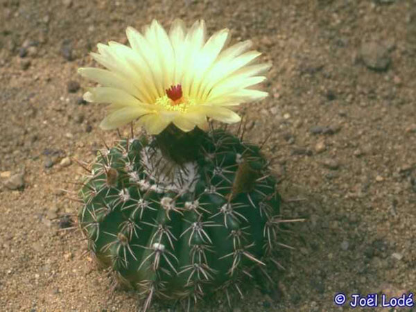 p_allosiphon_a_600.jpg