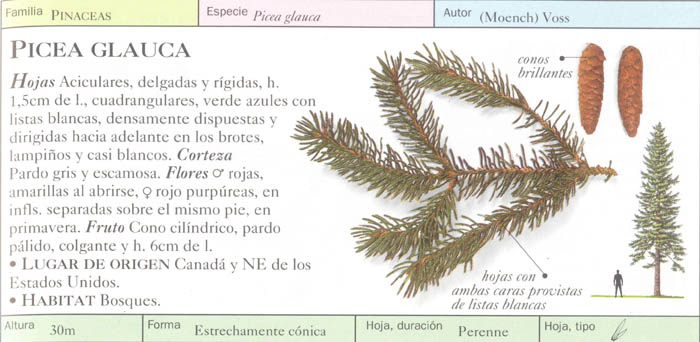 P_glauca.jpg