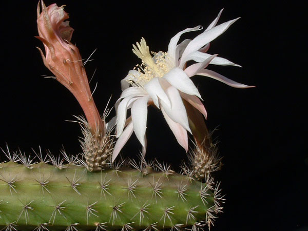 p_guatemalensis_a_600.jpg
