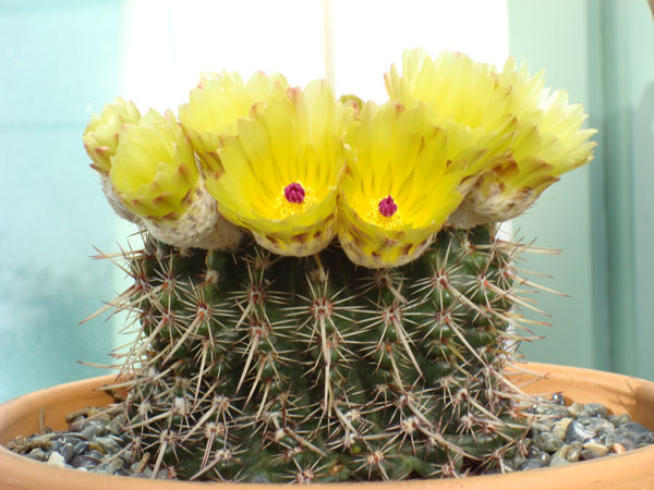 p_mammulosa_c_600.jpg