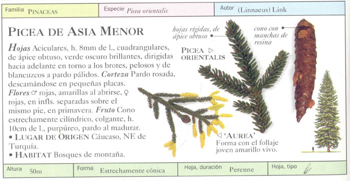 P_orientalis.jpg
