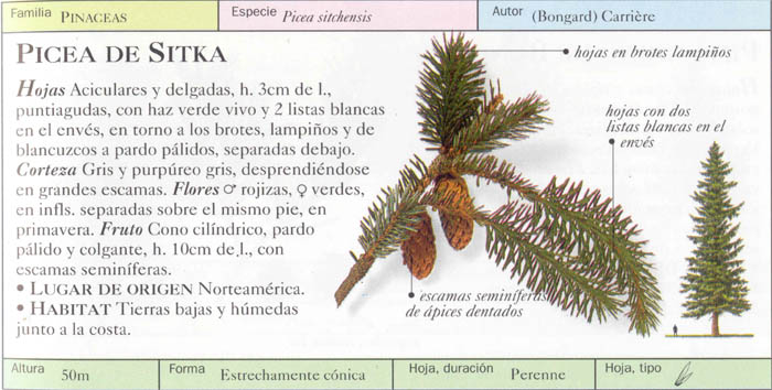 P_sitchensis.jpg