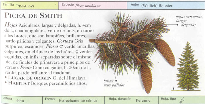 P_smithiana.jpg