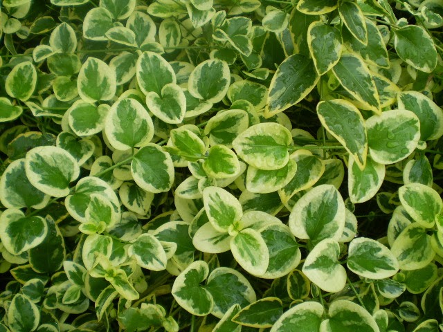 PA040477.JPG