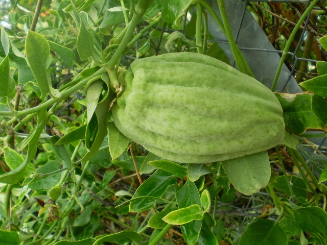 PA040485.JPG