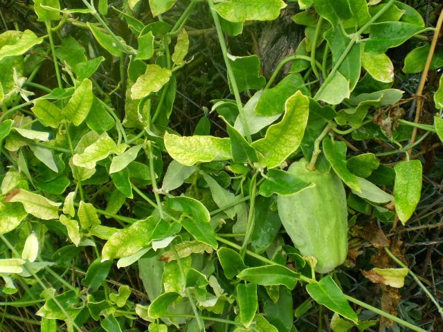PA040487.JPG